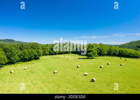 Verstreute runde Heuballen ruhen auf einer breiten, sonnendurchfluteten grünen Wiese, die von dichten Bäumen und sanften Hügeln in der Region Morvan unter einem strahlend blauen Himmel umgeben ist. Stockfoto