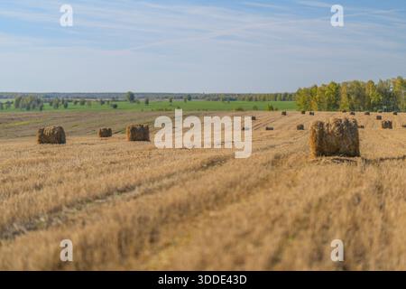 Eine wunderschöne, landschaftlich reizvolle Landschaft mit runden Heuballen, die während der Erntezeit über ein goldenes Feld verstreut sind Stockfoto