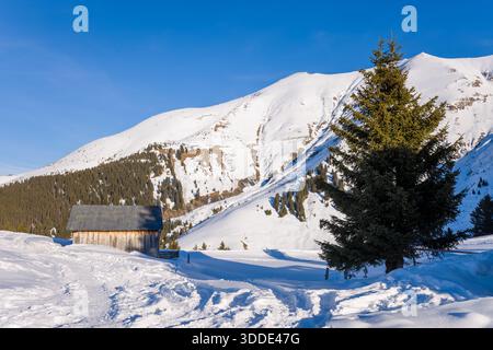 Eine einsame Holzhütte und eine hohe Tanne stehen auf einem sonnendurchfluteten Schneefeld mit tiefen Schatten, umgeben von bewaldeten Hängen und den dramatischen weißen Gipfeln zwischen Mont Joly und Aiguille Croche in den französischen Alpen. Stockfoto