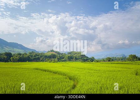 Lebhafte Reisfelder erstrecken sich über eine sonnendurchflutete Ebene mit sanften Hügeln und dichten grünen Bäumen im Hintergrund in der Nähe von Na San, Vietnam. Geschwollene Wolken ziehen über einen blauen Himmel und schaffen eine ruhige und weitläufige ländliche Landschaft. Stockfoto