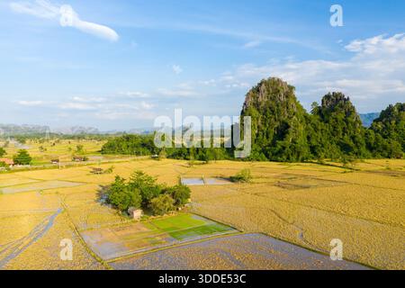 Weitläufige goldene Reisfelder erstrecken sich über eine ländliche Landschaft, umgeben von dramatischen Kalksteinhügeln, die von dichtem Grün bedeckt sind und unter einem klaren blauen Himmel liegen. Die Szene zeigt geometrische Feldmuster, verstreute Bauernhäuser und den auffälligen Kontrast zwischen bewirtschaftetem Land und rauen natürlichen Formationen. Stockfoto