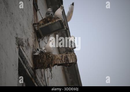 Schwarzbeinige Katzenwelpen (Rissa tridyctyla) nisten an der Wand eines Gebäudes in einer städtischen Umgebung mit schwachem Licht, Vardo, Finnmark, Norwegen Stockfoto