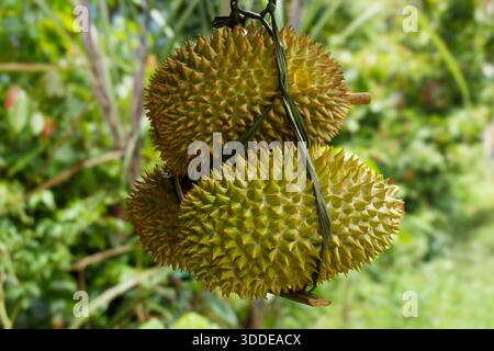 Durianische Früchte werden zusammengebunden und auf einem Straßenmarkt in Sulawesi, Indonesien, verkauft Stockfoto