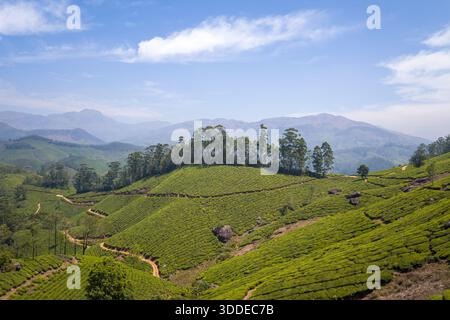 Kurvenreiche Schotterpfade schlängeln sich über lebendige, mit Tee bedeckte Hügel in Munnar, Indien, mit hohen Bäumen und fernen blauen Bergen unter hellem Himmel. Die Landschaft ist üppig, sonnig und weitläufig, was ein Gefühl von natürlicher Schönheit und Ruhe weckt. Stockfoto