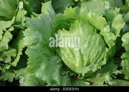 Nahaufnahme von frischem grünem Eisbergsalat, der auf einem ernterbereiten Feld wächst Stockfoto