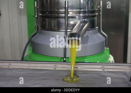 Olivenölverfahren in einer Olivenölmühle. Frisches Olivenöl fließt aus dem Abscheider Stockfoto