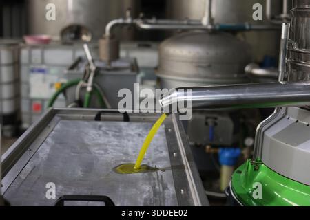 Olivenölverfahren in einer Olivenölmühle. Frisches Olivenöl fließt aus dem Abscheider Stockfoto
