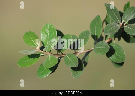 Früchte der Feijoa sellowiana, auch bekannt als Ananasguava. Ananasguave-Baum in einem Park Stockfoto