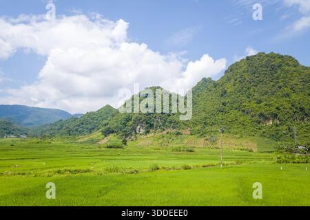 Weitläufige grüne Reisfelder erstrecken sich zu üppigen, baumbewachsenen Hügeln unter einem hellblauen Himmel mit verstreuten Wolken in der ländlichen Landschaft zwischen Son La und Dien Bien Phu, Vietnam. Die Szene ist sonnendurchflutet und ruhig, mit lebhaften Farben und weichen natürlichen Texturen. Stockfoto