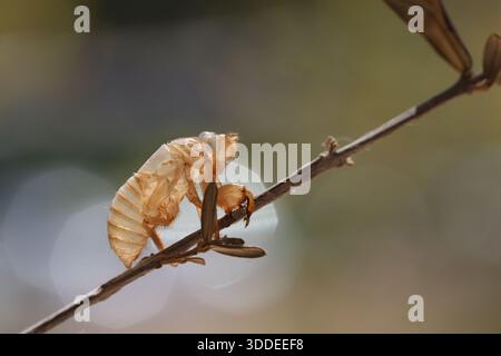 Reste von Cicada nach dem Schmelzen auf trockenem Laub. Cicada exsuvia auf trockener Vegetation nach Ekdyse Stockfoto