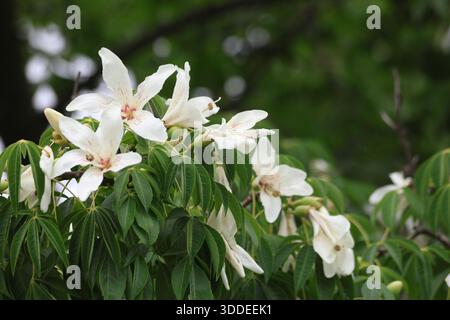 Blüten des Seidenseidenbaums (Ceiba speciosa). Weiße Blüten der Seidenseide im Park. Stockfoto