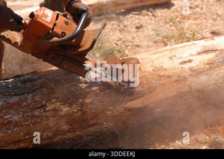 Ein Arbeiter, der Baumstamm mit einem tragbaren Entrindungsgerät entrindet. Entrinden des frisch geschnittenen Stammes. Stockfoto