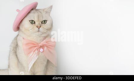 Graue Katze mit rosa Baskenmütze und Schleife auf weißem Hintergrund Stockfoto