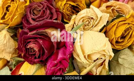 Nahaufnahme von getrockneten Rosen in Rot-, Gelb-, Creme- und Beigetönen. Die strukturierten Blütenblätter und die gedämpften Töne sorgen für eine natürliche Ästhetik. Stockfoto