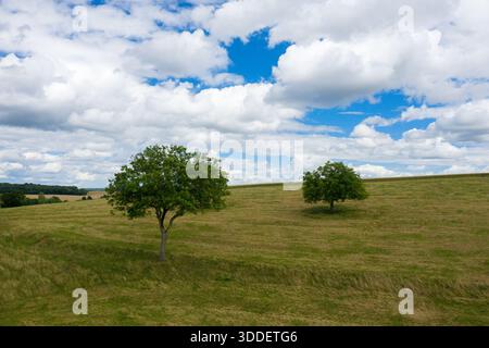 Ein Paar einsamer grüner Bäume steht auf einem sanft abfallenden, grasbewachsenen Hügel unter einem hellen Himmel voller verstreuter Wolken. Die weite ländliche Landschaft strahlt Ruhe und Geräumigkeit aus. Stockfoto