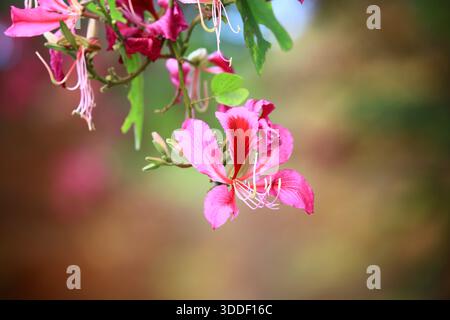 Blumen des rotblühenden Kamelfußes auf den Zweigen mit weichem Hintergrund, Nahaufnahme von Rosa mit roten Blüten auf den Zweigen Stockfoto