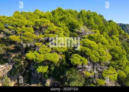 Pulsierende grüne Kiefern bilden ein dickes Baldachin auf einer zerklüfteten Küstenklippe unter klarem blauen Himmel. Das Sonnenlicht unterstreicht das üppige Laub und die natürliche Textur der mediterranen Landschaft. Stockfoto