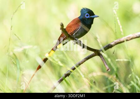 Männlicher afrikanischer Paradies-Fliegenfänger in der Nähe von Swellendam, Westkap, Südafrika, hoch im Grasland Stockfoto
