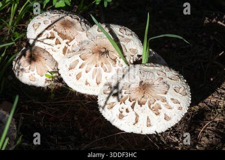 Wilde weiße Parasol-Pilze (Macrolepiota zeyheri), die bei Sonnenaufgang nach Herbstregen auf einer Weide wachsen Stockfoto