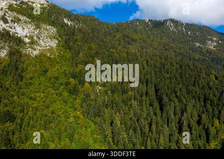 Ein dicker, immergrüner Wald bedeckt den steilen Berghang im Chartreuse-Massiv mit felsigen Ausbissen und hellblauem Himmel darüber. Die Szene zeigt die satten grünen Texturen und natürlichen Muster dieser legendären Alpenregion. Stockfoto