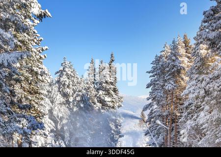 Panorama des Winterskigebietes mit Kiefern und Schneekanonen, blauem Himmel Stockfoto