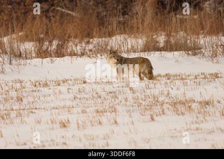 Coyote im Winter Stockfoto