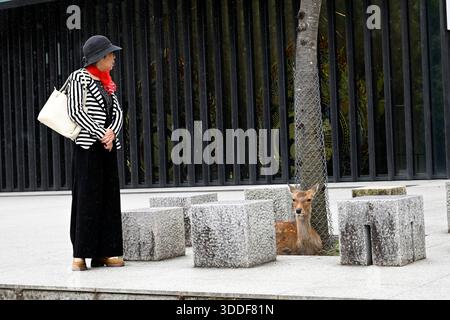 Rehe in Nara-Park, Japan. Stockfoto