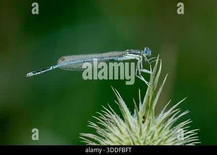 Weiße Beinjungfrau, Platycnemis Pennipes, männlich, sitzend auf einer Distel, Nahaufnahme. Isoliert auf einem natürlichen grünen Hintergrund. Trencin, Slowakei Stockfoto