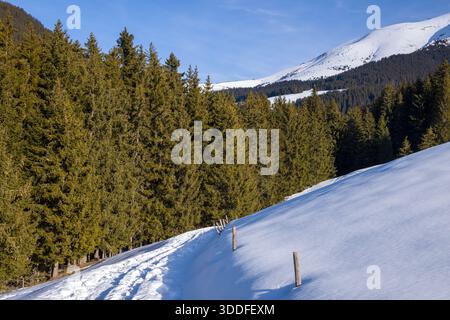 Fußabdrücke markieren einen schmalen, schneebedeckten Pfad, der entlang eines Hügels neben einem dicken immergrünen Wald verläuft, mit weit entfernten Berggipfeln unter einem klaren blauen Himmel. Helles Sonnenlicht und klare Schatten sorgen für eine friedliche Winterszene. Stockfoto