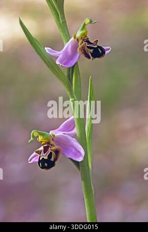 Detail einer voll blühenden Bienenorchideenpflanze, Ophrys apifera, Orchis apifera; Orchidaceae Stockfoto