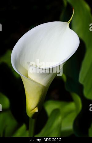 Weiß, Calla Lily vor einem natürlichen Hintergrund. Zantedeschia aethiopica. Selektiver oberflächlicher Fokus auf Spadix. Stockfoto