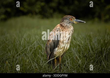 Junger Schwarzgekrönter Nachtreiher, der im Gras steht Stockfoto