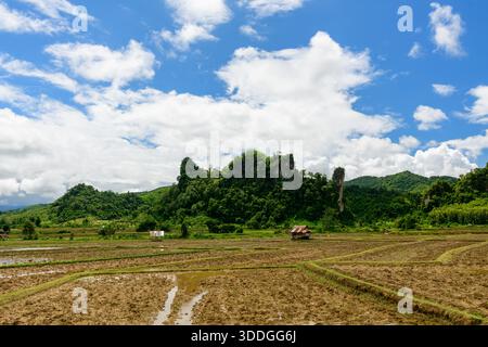 Weitläufige, schlammige Reisfelder erstrecken sich über den Vorderboden, umgeben von üppig grünen Karsthügeln und dramatischen Kalksteinfelsen unter einem leuchtend blauen Himmel mit verstreuten Wolken. Die ländliche Landschaft zeigt geometrische Feldmuster und eine einsame Holzhütte, die die ruhige Atmosphäre der Landschaft zwischen Vang Vieng und Phou Khoun in Laos einfängt. Stockfoto