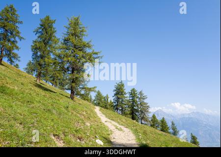 Ein unbefestigter Wanderweg führt sanft entlang eines grasbewachsenen Hügels, der von hohen grünen Nadelbäumen gesäumt ist, mit weit entfernten Berggipfeln, die unter einem klaren blauen Himmel sichtbar sind. Stockfoto