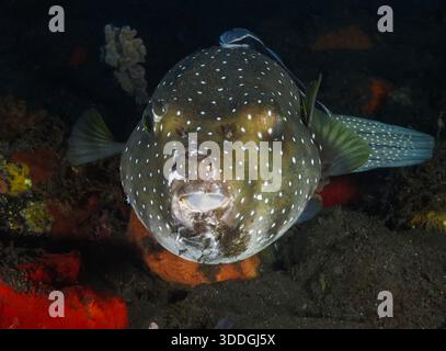 Grüngefleckter Kugelfisch aus Bali Stockfoto