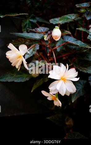Verzaubertes Mondlicht Begonias Blumen im dunklen Hintergrund Stockfoto