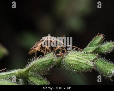 Brauner Schildkäfer (Stinkkäfer) auf haarigem grünem Pflanzenstiel – Detaillierte Makro-Wildtier-Insektenfotografie Stockfoto