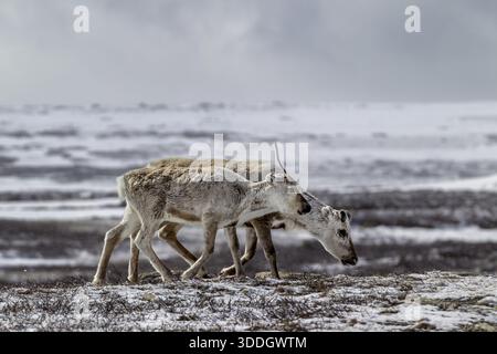 Eine Rentierkuh (Rangifer tarandus) läuft mit ihrem letztjährigen Kalb über die schneebedeckte Tundra, Schnee, Winter, Kälte, Schweden Stockfoto