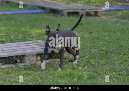 Ein schwarzer Hund spielt energisch mit einem Tennisball in einem grasbewachsenen Hof, Italien Stockfoto
