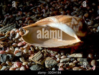 Eine polierte braune Muschel mit einem markanten dunklen Muster liegt zwischen kleinen grauen Steinen und winzigen rosafarbenen Muscheln unter warmer, kontrastreicher Studiobeleuchtung Stockfoto