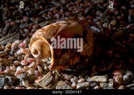 Eine polierte braune Muschel mit einem markanten dunklen Muster liegt zwischen kleinen grauen Steinen und winzigen rosafarbenen Muscheln unter warmer, kontrastreicher Studiobeleuchtung Stockfoto