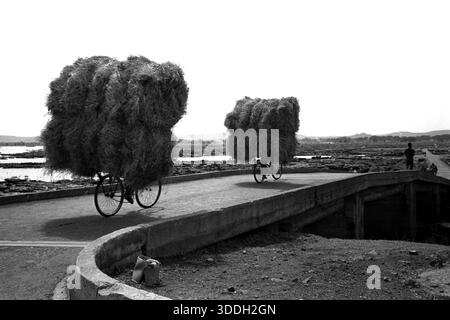 Bamako, KwaZulu-Natal, Mali. Januar 2026. Heumänner. Zwei Männer auf dem Fahrrad überqueren den Niger mit Futter in die Stadt Bamako, die Hauptstadt Mali. (Kreditbild: © John Robinson/ZUMA Press Wire) NUR REDAKTIONELLE VERWENDUNG! Nicht für kommerzielle ZWECKE! Stockfoto