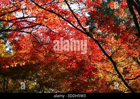 Saihoji Kokedera Moostempel in Kyoto Japan. Stockfoto