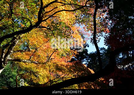 Saihoji Kokedera Moostempel in Kyoto Japan. Stockfoto