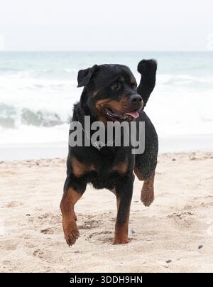 Junger Rottweiler, der im Frühling am Strand rennt Stockfoto