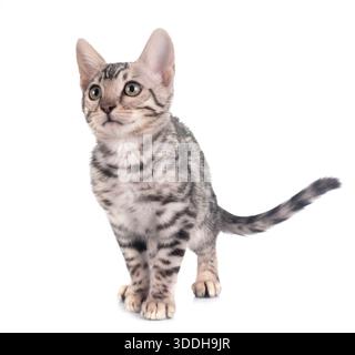Bengal Katze vor weißem Hintergrund Stockfoto