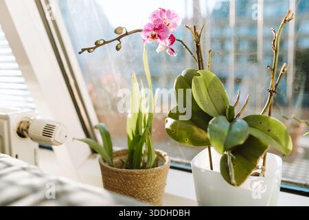 Blühende Orchideen in Töpfen auf Fensterbank in einer Wohnung Stockfoto
