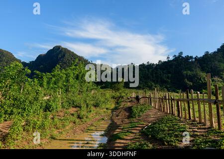 Ein rustikaler Feldweg, gesäumt von Holzzäunen, schlängelt sich durch die üppige Landschaft, mit bewaldeten Hügeln, die sich im Hintergrund unter einem klaren blauen Himmel erheben. Pfützen reflektieren das Sonnenlicht und verstreute Wasserbüffel können entlang des Weges gesehen werden, was die ruhige ländliche Atmosphäre noch verstärkt. Stockfoto