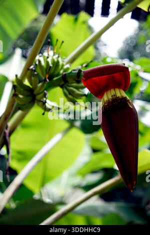 Schöne Bananenblüte, die Früchte trägt Stockfoto