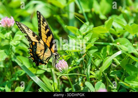 Ein weiblicher östlicher Tiger-Schwalbenschwanz-Schmetterling, Papilio glaucus, der sich von einer Kleeblüte auf einer Wiese ernährt. Stockfoto